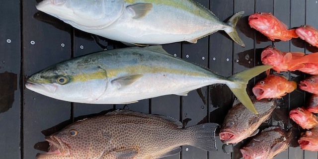 横向きに並んだブリの魚体