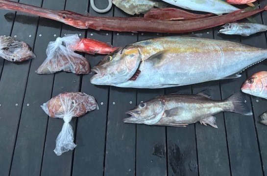 横向きに置かれたカンパチの魚体