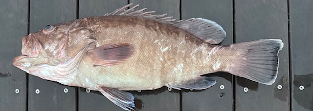 マハタの魚体