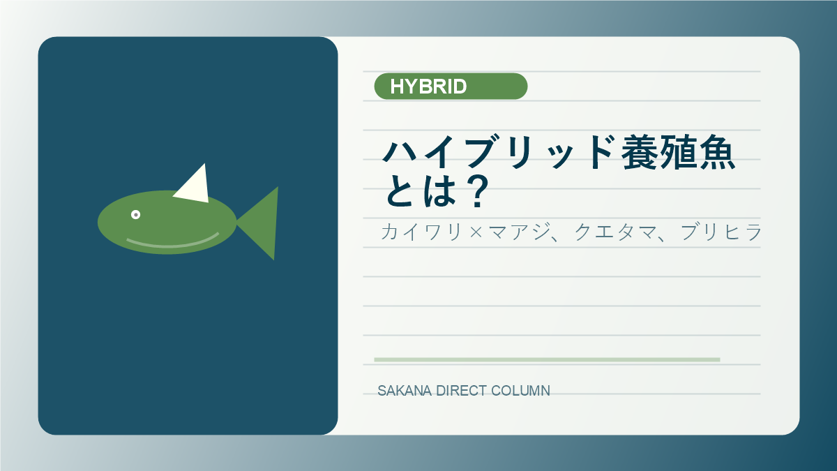 SAKANA DIRECT hybrid fish column thumbnail