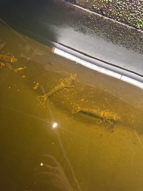 水槽で育つ倉敷産アクアポニックスバナメイエビ