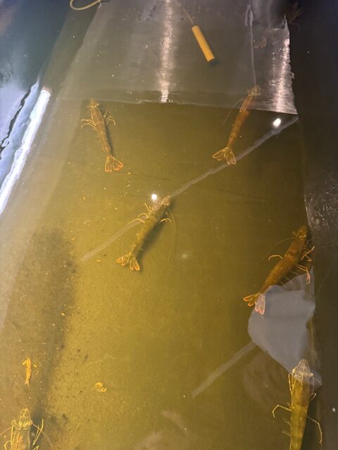 アクアポニックス水槽内のバナメイエビ
