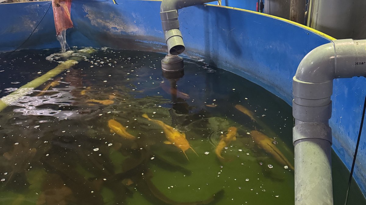 ヒレナマズが泳ぐ養殖水槽