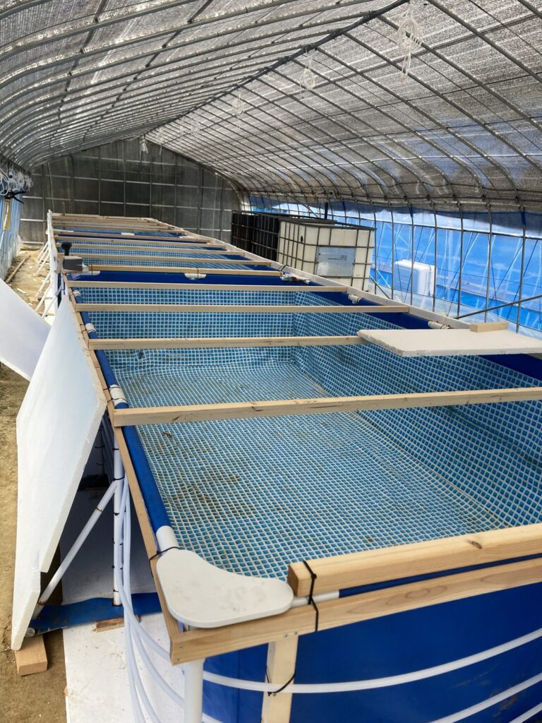 養殖ハウス内のエビの水槽