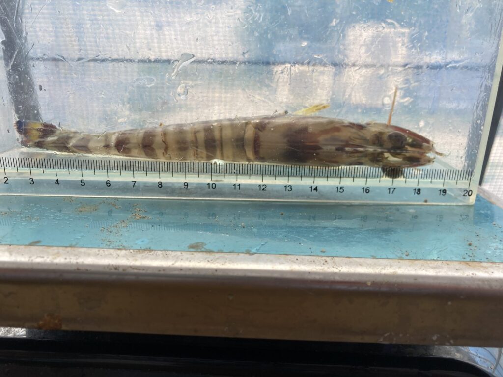 いわき産 陸上養殖の車海老