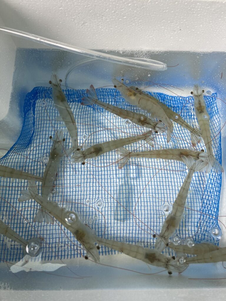水槽で泳ぐバナメイエビ