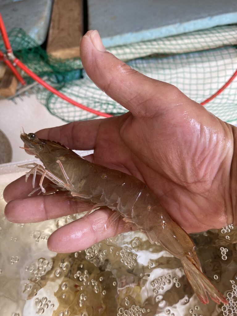 いわき産 陸上養殖バナメイエビ